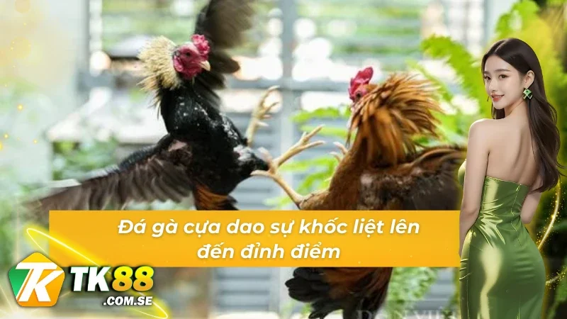 Đá gà GA28 cựa dao sự khốc liệt lên đến đỉnh điểm