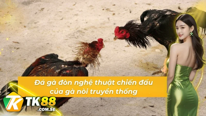 Đá gà GA28 đòn nghệ thuật chiến đấu của gà nòi truyền thống