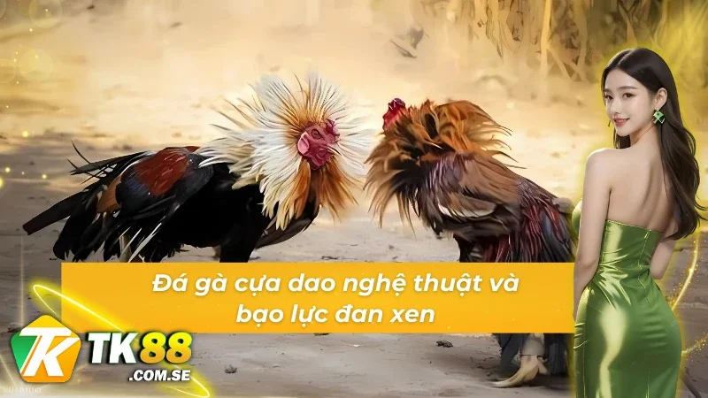 Đá gà ODIN cựa dao nghệ thuật và bạo lực đan xen