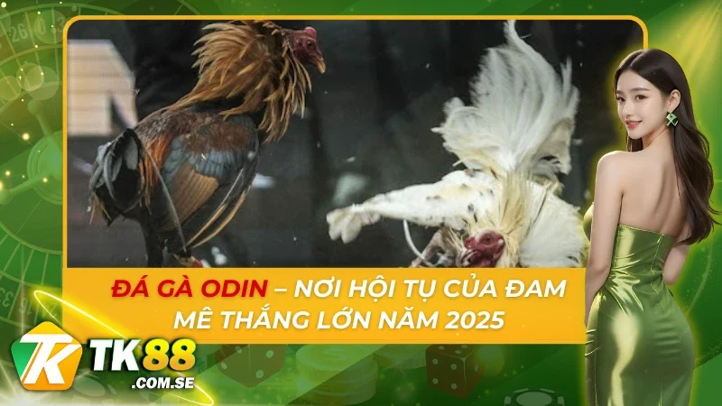 Đá Gà Odin