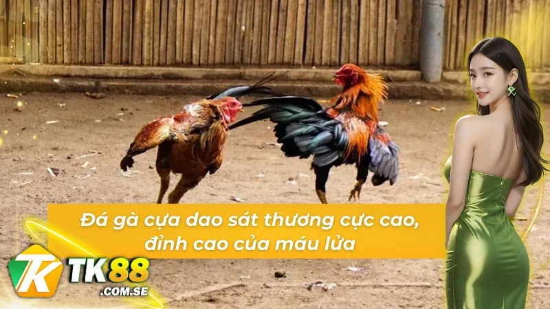 Đá gà WS168 cựa dao sát thương cực cao, đỉnh cao của máu lửa
